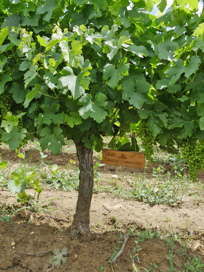 Виноградник на урожай